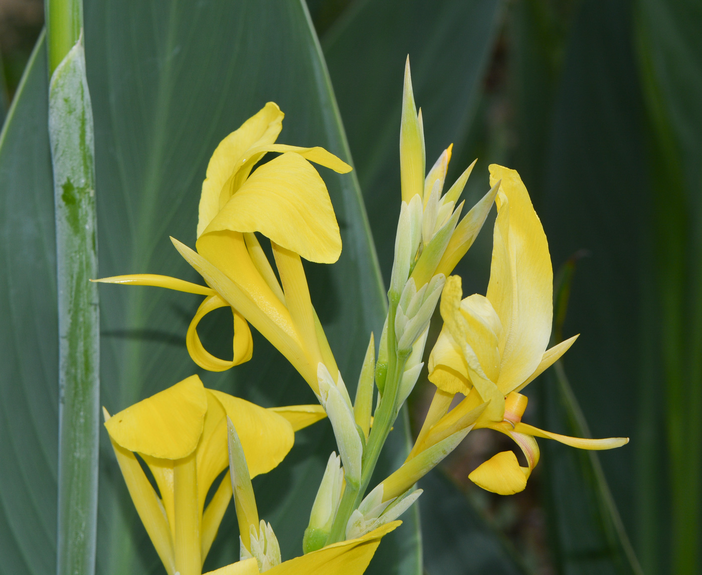 Изображение особи Canna flaccida.