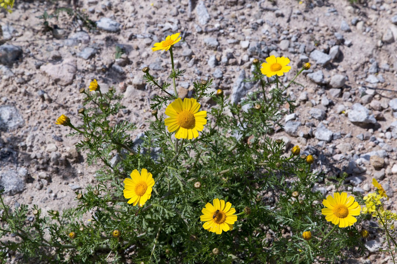 Изображение особи Glebionis coronaria.