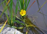 Ranunculus lingua