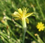 Chondrilla graminea