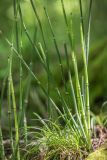 Equisetum hyemale