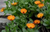 Calendula officinalis