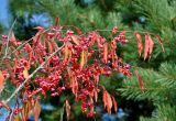 Euonymus europaeus. Верхушка ветви с плодами и листьями в осенней окраске. Московская обл., Сергиево-Посадский р-н, долина р. Пажа, пос. Радонеж, в культуре. 26.09.2020.