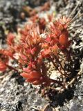 Sedum rubens. Плодоносящие растения. Греция, о. Родос, г. Родос, Родосская крепость (Дворец великих магистров), разрушающаяся каменная кладка. 10 мая 2011 г.