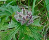 Geranium erianthum