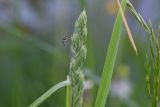 Dactylis glomerata