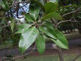 Magnolia grandiflora. Верхушка ветви. Болгария, г. Бургас, Приморский парк, в культуре. 16.09.2021.