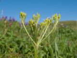 Chaerophyllum roseum. Верхушка побега с соплодием. Адыгея, Кавказский биосферный заповедник, северо-восточный склон горы Блям, ≈ 2300 м н.у.м., субальпийский луг. 24.07.2017.