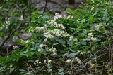 Clematis vitalba