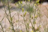 Sisymbrium subspinescens. Побеги с цветками и плодами. Казахстан, Алматинская обл., горы Богуты, эродированные пестроцветные низкогорья. 25 мая 2023 г.