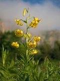 Lilium monadelphum. Верхушка цветущего растения. Адыгея, Кавказский биосферный заповедник, Фишт-Оштенский массив, ур. Узуруб, ≈ 1950 м н.у.м., субальпийский луг. 28.06.2023.