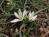 Ornithogalum fimbriatum. Цветущее растение. Крым, Севастополь, мыс Кая-Баш. 21 января 2011 г.