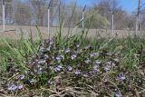 Glechoma hederacea