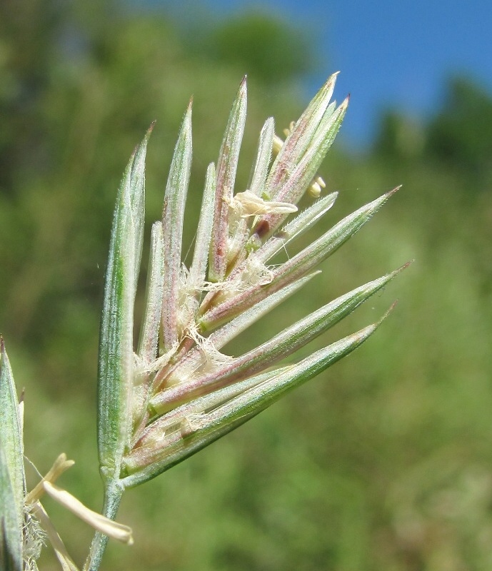 Изображение особи Elytrigia repens.