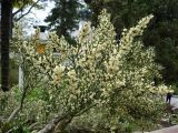Colletia spinosissima. Цветущее растение. Сочи, дендрарий. 24.04.2008.