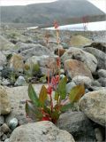 Rumex acetosa