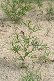 Astragalus arenarius