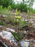 Pedicularis sceptrum-carolinum