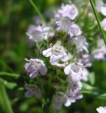 Thymus marschallianus