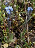 Myosotis incrassata