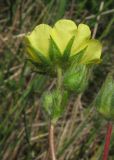 Potentilla semilaciniosa