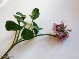 Trifolium repens