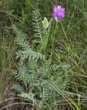 Astragalus onobrychis