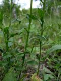 Erigeron annuus