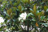 Magnolia grandiflora. Ветви с цветком. Италия, Римини. 19.06.2010.