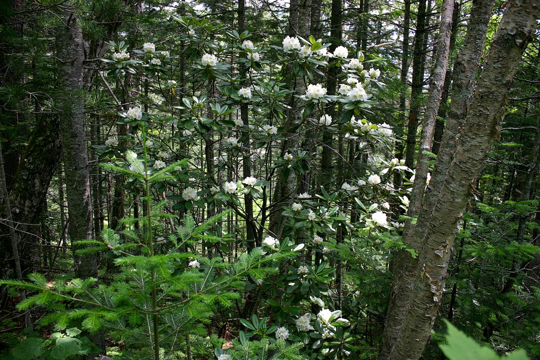 Изображение особи Rhododendron fauriei.