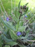 Anchusa strigosa. Верхушка цветущего побега. Израиль, Северный Негев, лес Лаав. 08.02.2013.