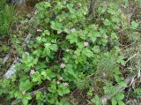 Rubus arcticus. Куртинка цветущих растений. Иркутская обл., окр. залива на левой стороне Иркутского вдхр., лес. 08.06.2007.