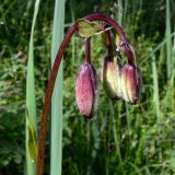 Lilium pilosiusculum. Верхушка побега с бутонами. Свердловская обл., окр. г. Североуральск, район скал Грюнвальдта, поляна. 21.06.2011.