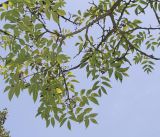 Phellodendron japonicum
