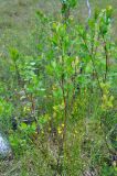 Salix phylicifolia. Плодоносящее растение. Соловецкие острова, остров Большой Соловецкий. 09.07.2014.