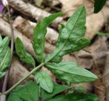 Cardamine quinquefolia. Поражённый лист со вздутиями (вид с нижней стороны). Краснодарский край, Сочи, окр. Адлера, широколиственный лес. 25.02.2015.