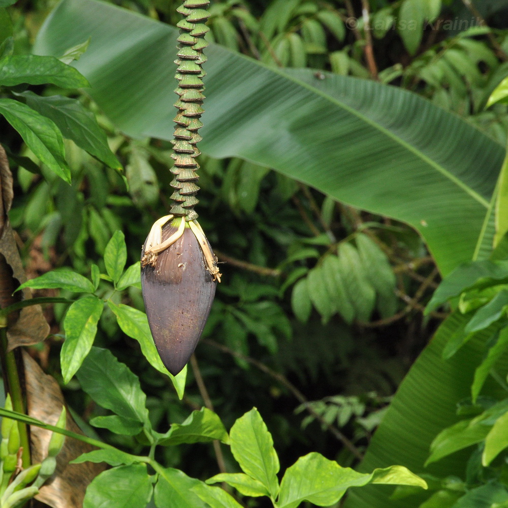 Изображение особи Musa acuminata.