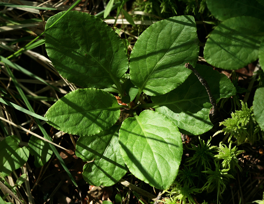 Изображение особи Orthilia secunda.