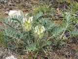 Astragalus lupulinus. Цветущее растение. Иркутская обл., Ольхонский р-н, берег озера Байкал, окр. базы Чара, щебенистый склон. 29.06.2014.