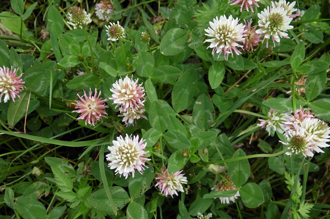 Изображение растения Trifolium ambiguum.