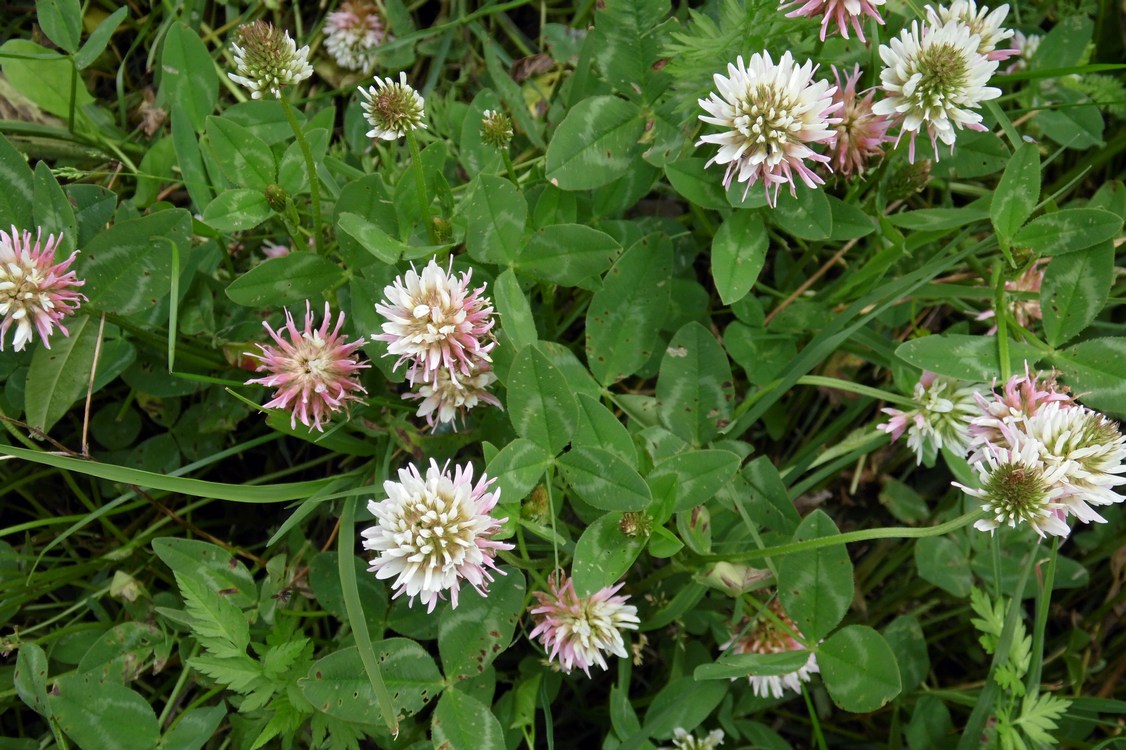 Изображение особи Trifolium ambiguum.