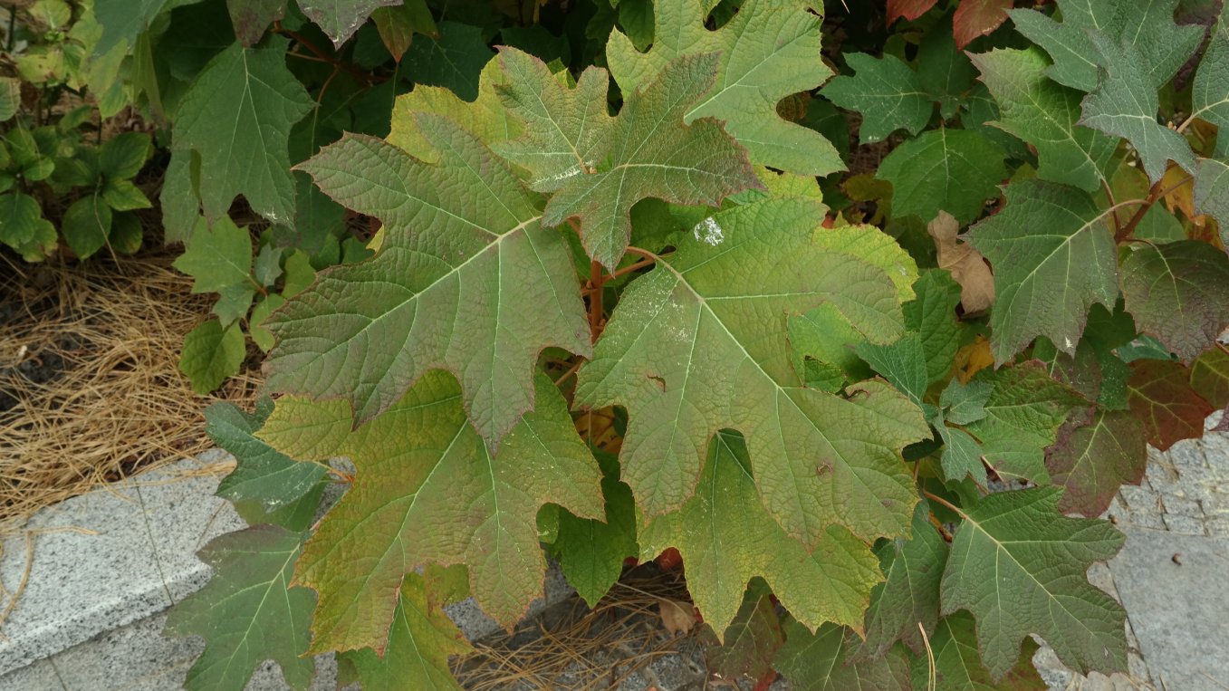 Изображение особи Hydrangea quercifolia.