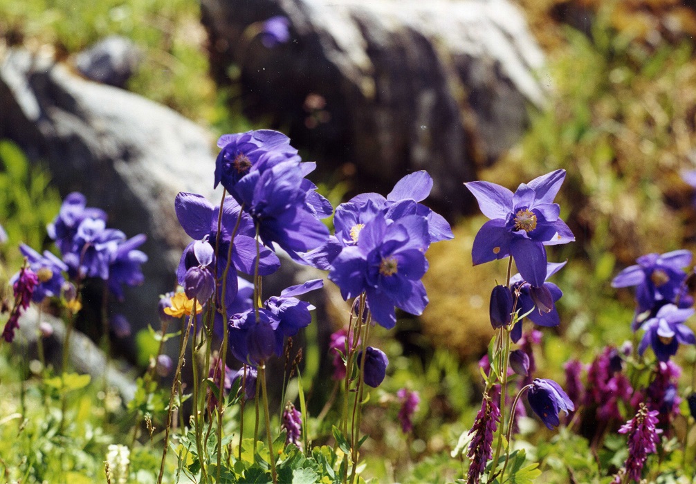 Изображение особи Aquilegia glandulosa.