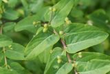 Lonicera tatarica. Часть побега с незрелыми соплодиями. Ростовская обл., Усть-Донецкий р-н, окр. хут. Коныгин, степной склон на границе с байрачным лесом в балке. 21.05.2017.