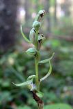 Dactylorhiza viridis