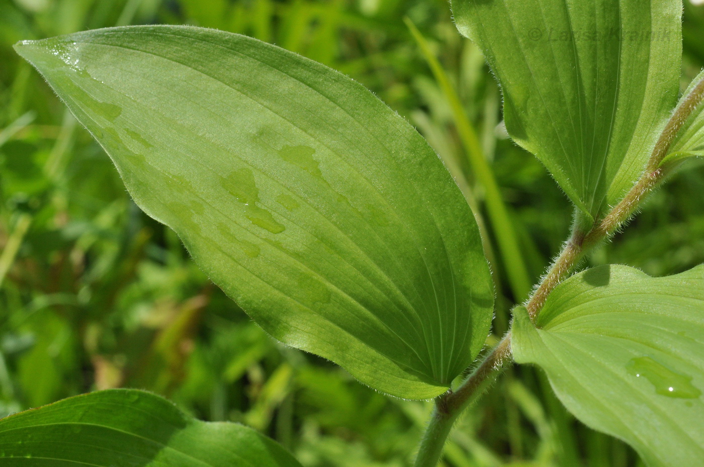 Изображение особи Smilacina hirta.