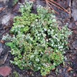 Cladonia gracilis ssp. turbinata