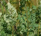 Thalictrum appendiculatum