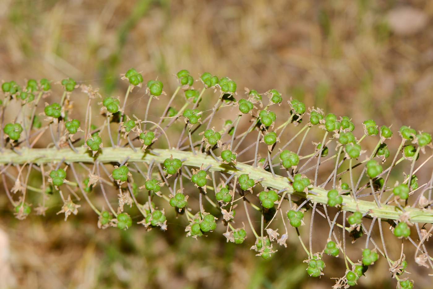 Изображение особи Scilla hyacinthoides.