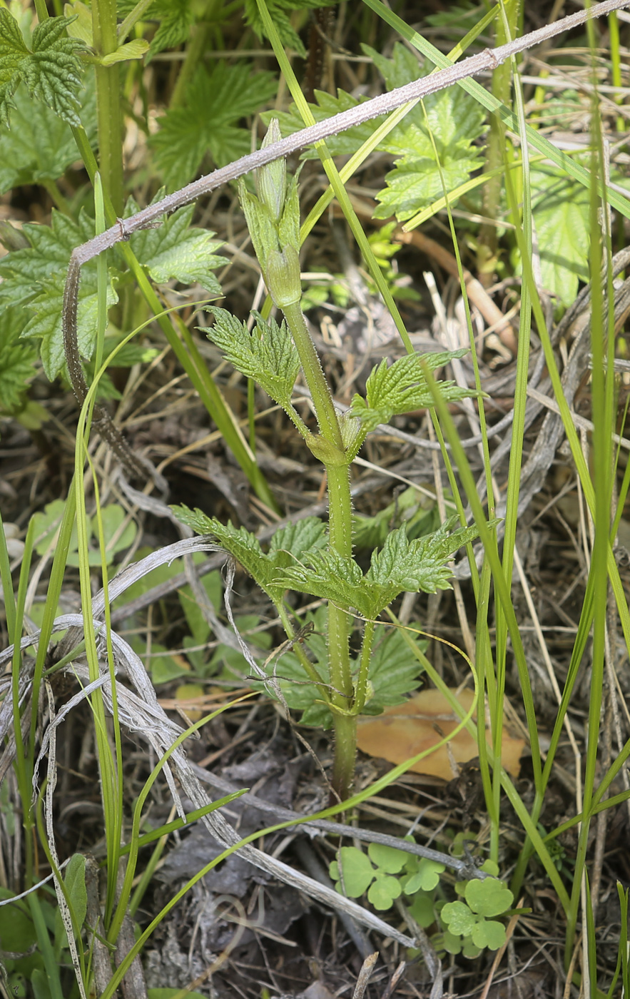 Изображение особи Humulus lupulus.